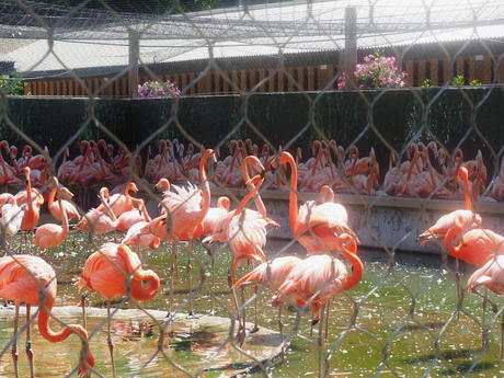 Caribbean Flamingos #3