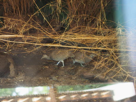 Elegant crested tinamou #2