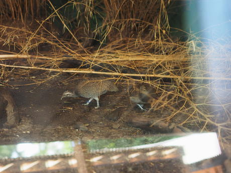 Elegant crested tinamou #3