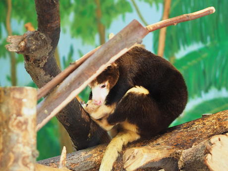 Matschie's Tree Kangaroo