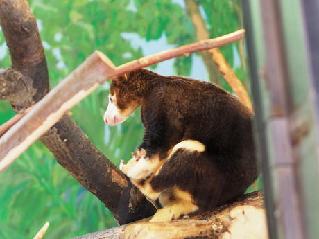 Matschie's Tree Kangaroo #2