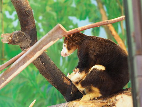 Matschie's Tree Kangaroo #3