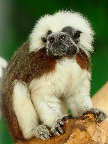 Cotton-Top Tamarin #3