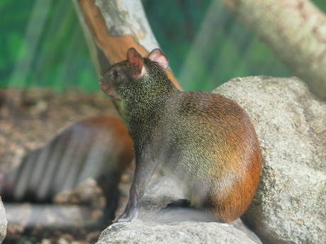 Red-Rumped Agouti