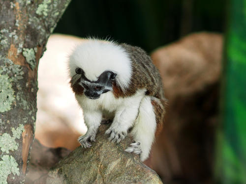 Cotton-Top Tamarin #5
