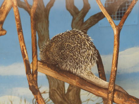 Prehensile-tailed Porupine