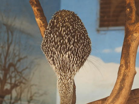 Prehensile-tailed Porupine