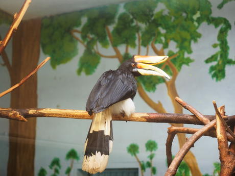 Rhinoceros Hornbill