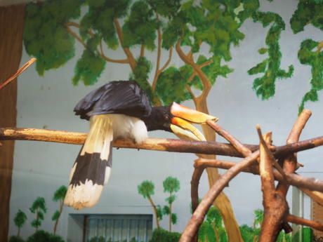 Rhinoceros Hornbill #3