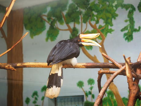 Rhinoceros Hornbill #4