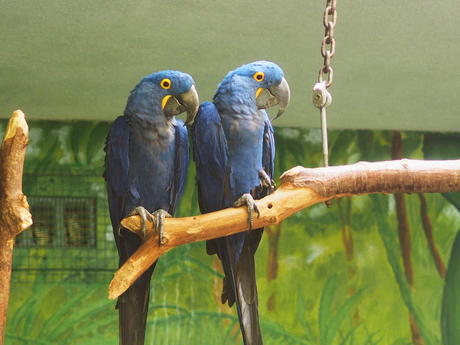 Hyacinth Macaw #2