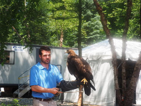 Golden Eagle #2