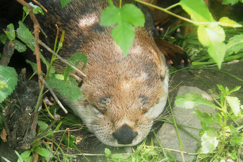 Sleeping river otter