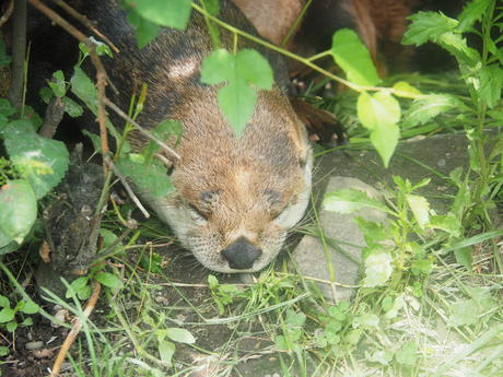 Sleeping river otter #2