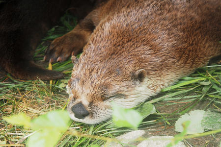 Sleeping river otter #3