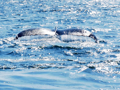 Whale tail #3