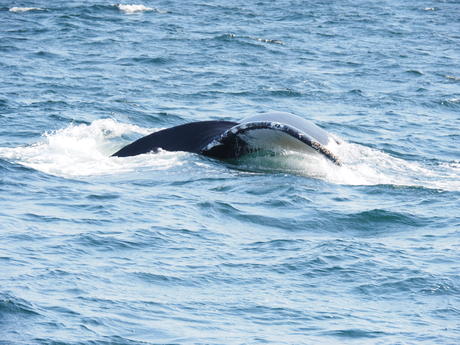 Whale tail #5