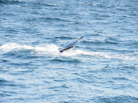 Whale tail #8