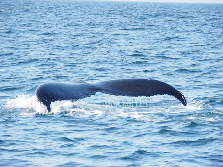 Whale tail #10