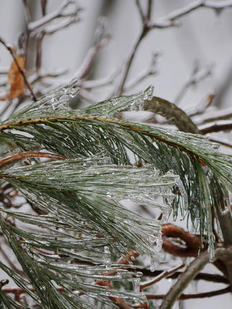 Ice on pine needles