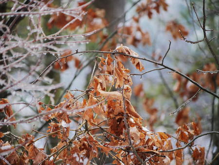 Ice on oak leaves