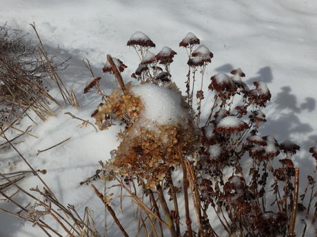 Ice covered bush in winter #2