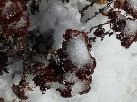 Ice covered bush in winter #4