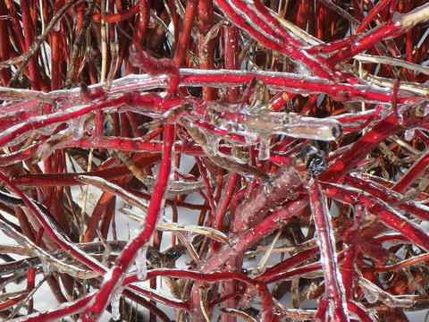 Ice covered bush in winter #5