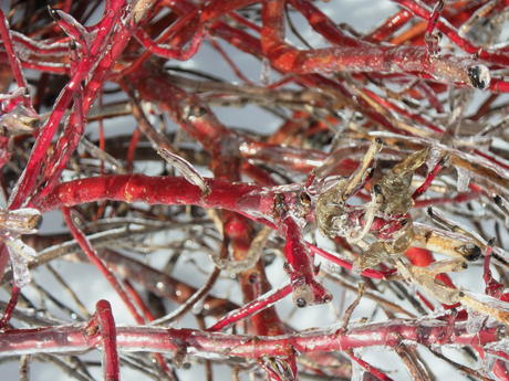 Ice covered bush in winter #6