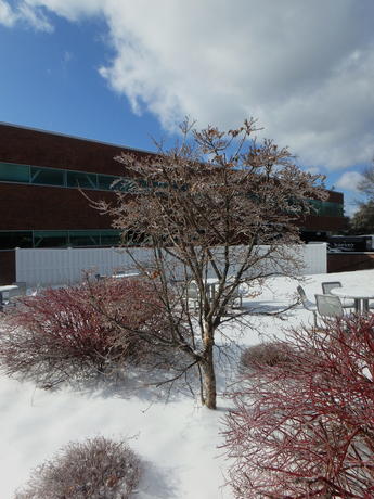 Ice covered tree in winter