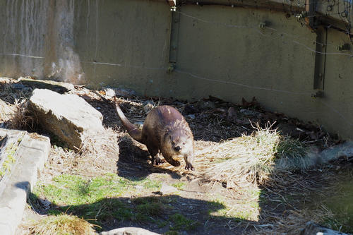 River otter