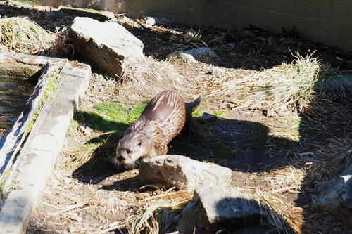 River otter #2