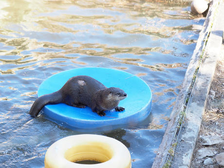 River otter #4