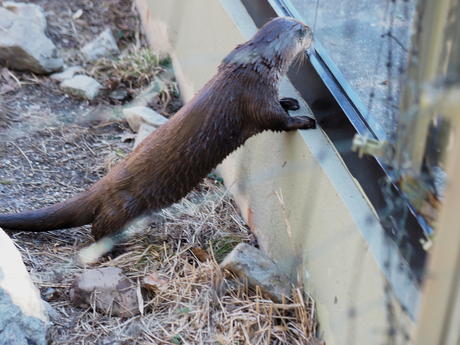 River otter #5