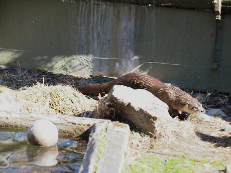 River otter #7