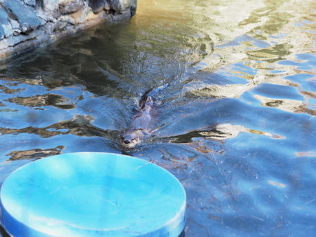 River otter #10