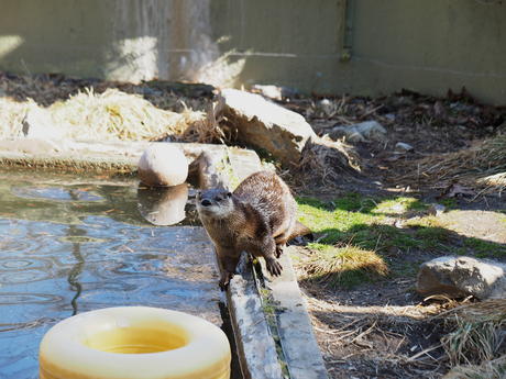 River otter #12
