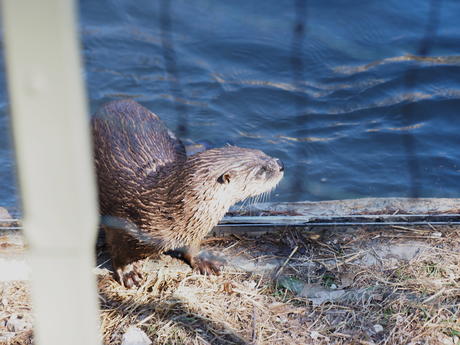 River otter #14