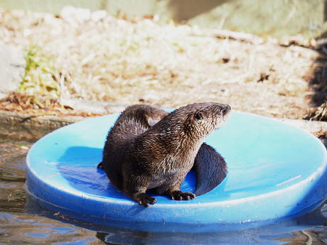 River otter #20