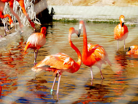 Stone zoo flamingos