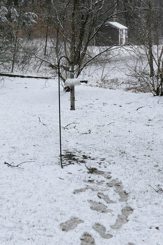 Keeping the bird feeder full