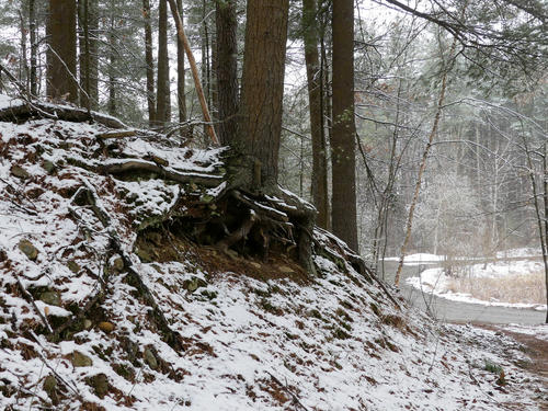 Snowy tree roots