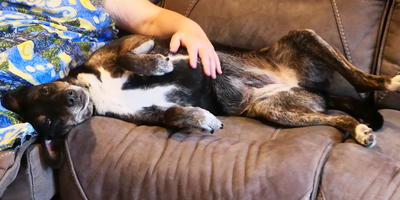 Yeah, belly rubs #2