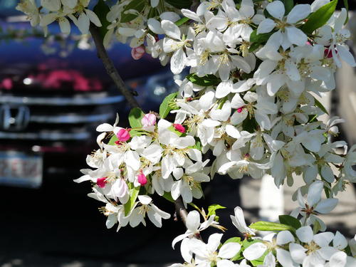 Flowering tree