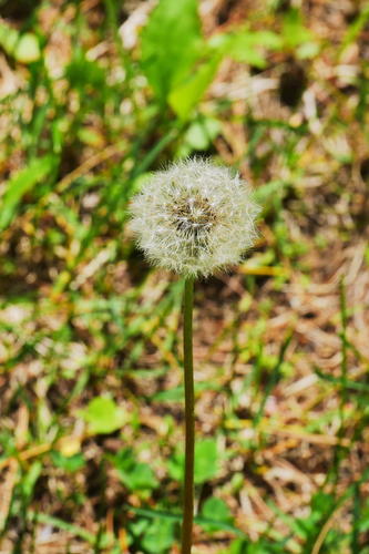 Dandelion