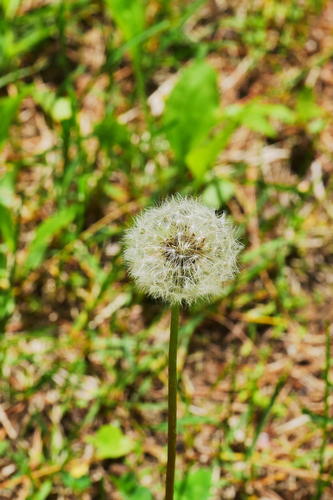 Dandelion #2