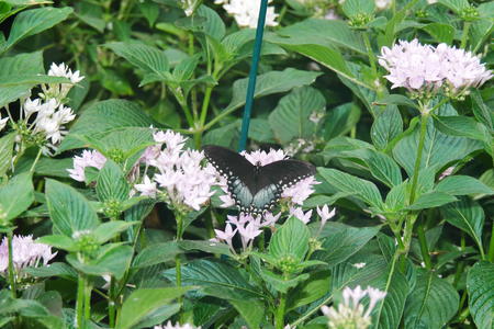 Butterfly at the Butterfly Place