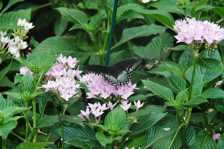 Butterfly at the Butterfly Place #2