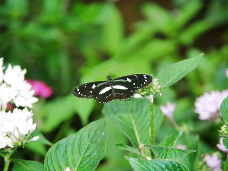 Butterfly at the Butterfly Place #6