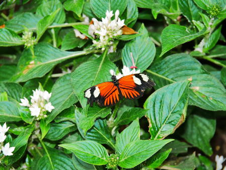 Butterfly at the Butterfly Place #9